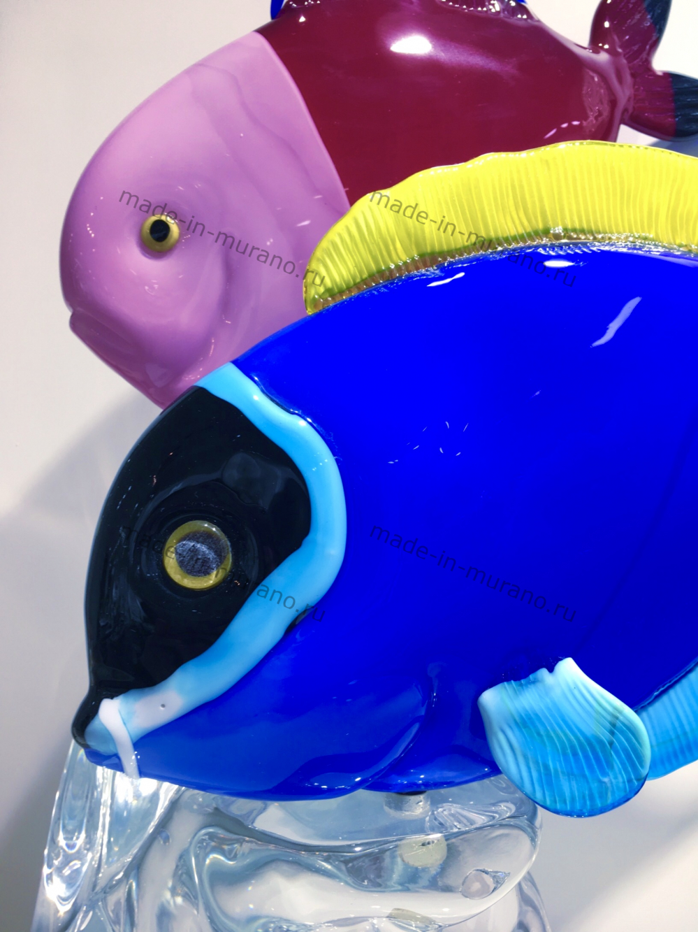 ����� Duetto Tropicale
