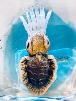 ���������� � ������ Seppia